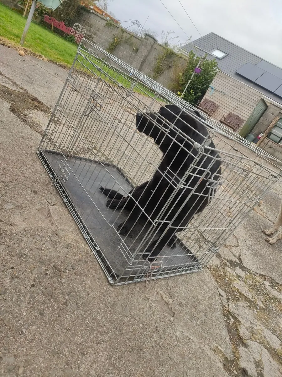 Dog crate - Image 1