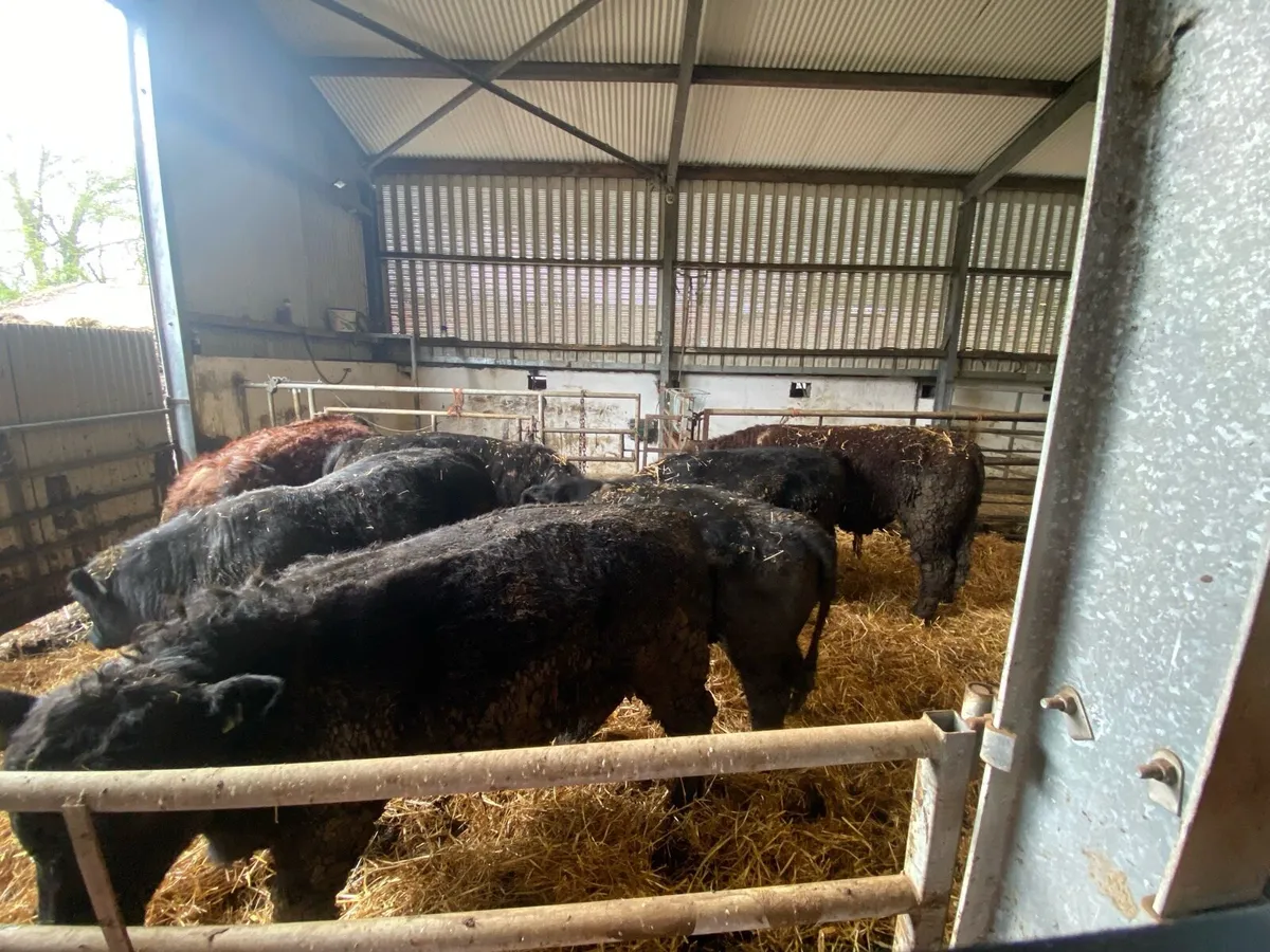 Pure Breed Registered Bulls for Sale - Image 2