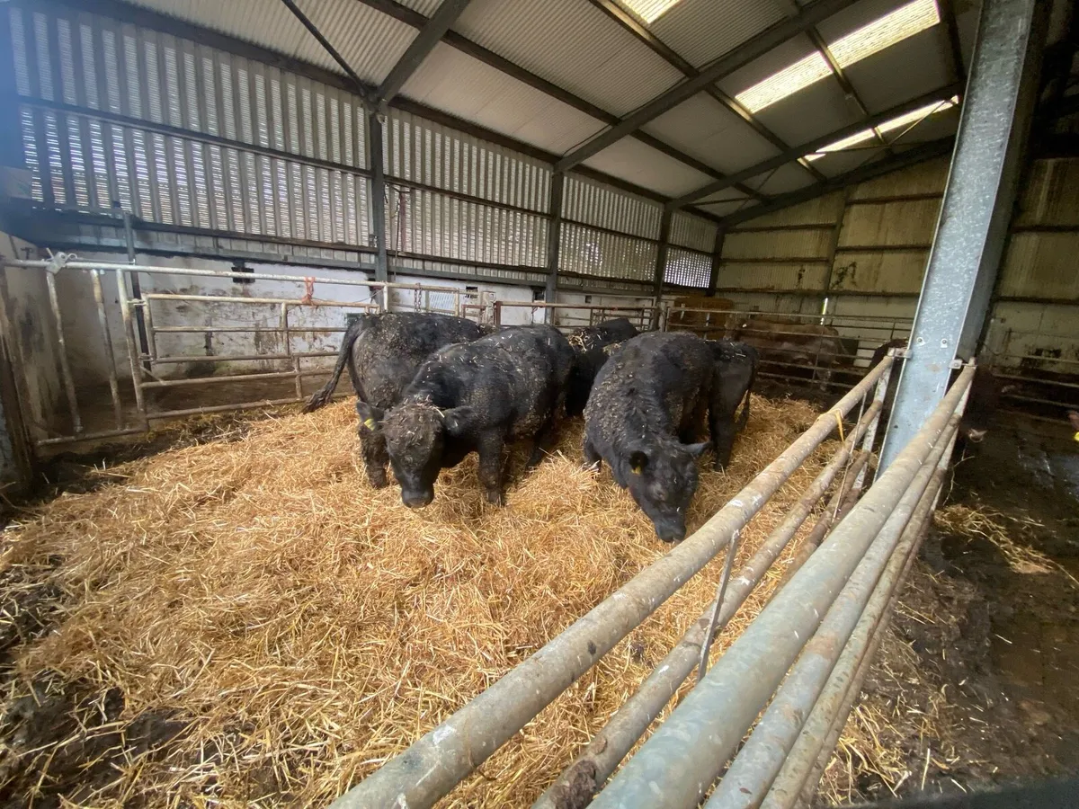 Pure Breed Registered Bulls for Sale - Image 3