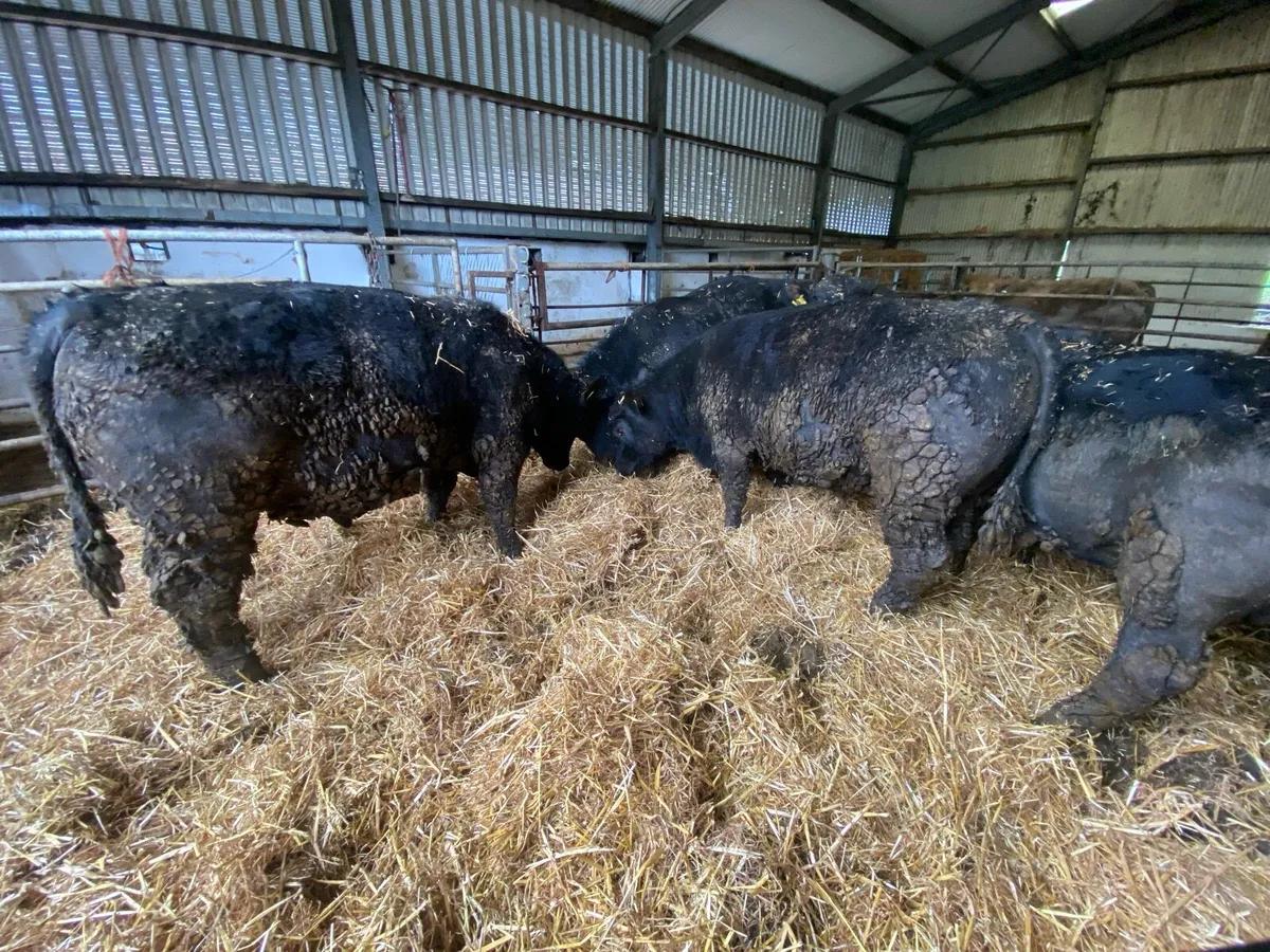 Pure Breed Registered Bulls for Sale - Image 4