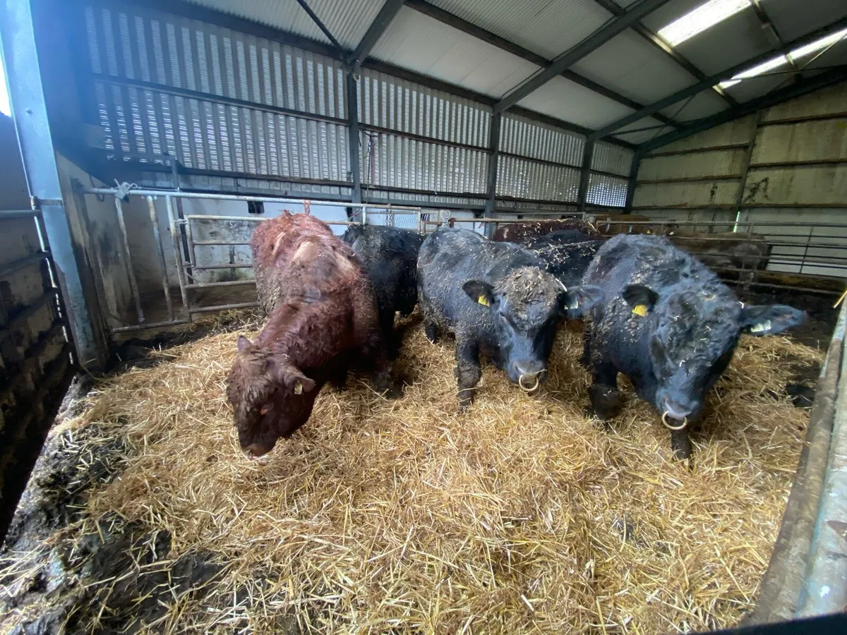 Pure Breed Registered Bulls for Sale - Image 1