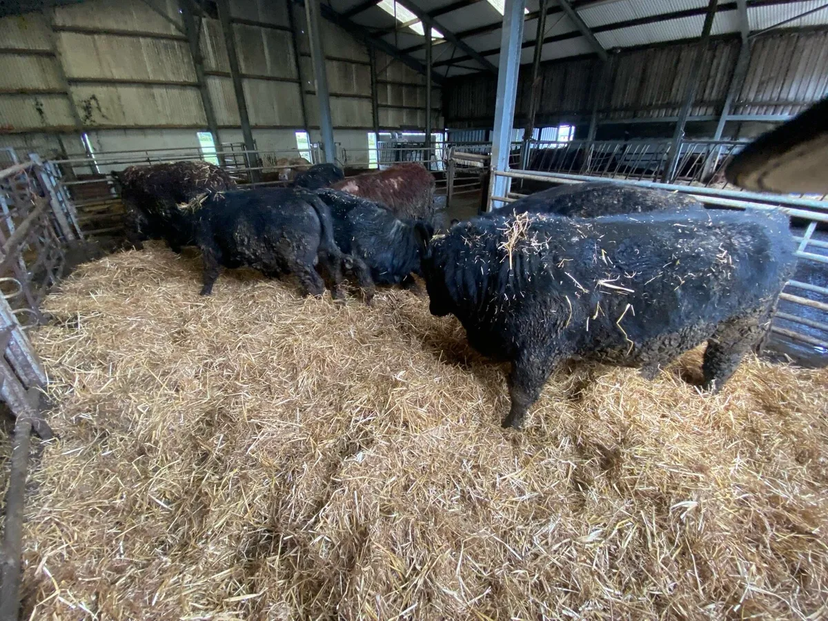 Angus bulls - all are Pure Breed Registered - Image 1