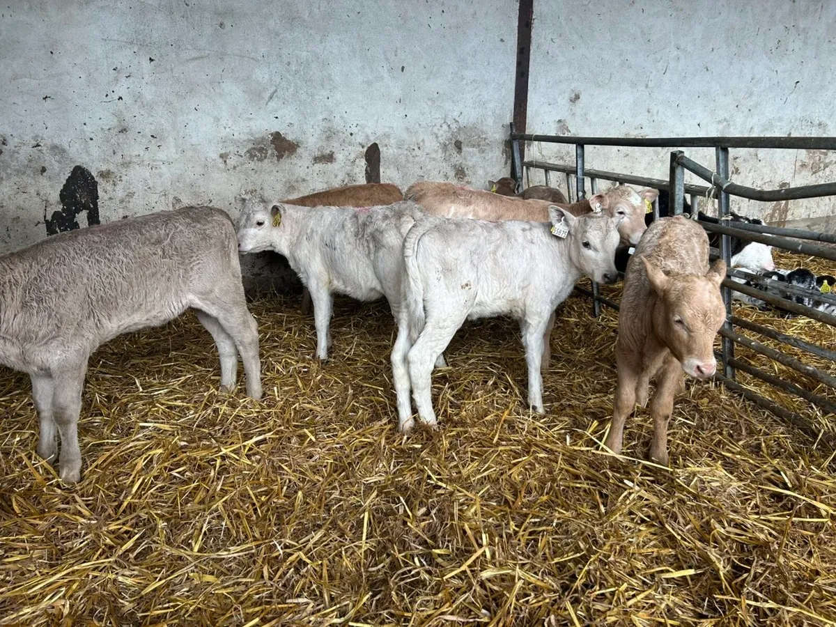 Reared Charolais Heifers - Image 3