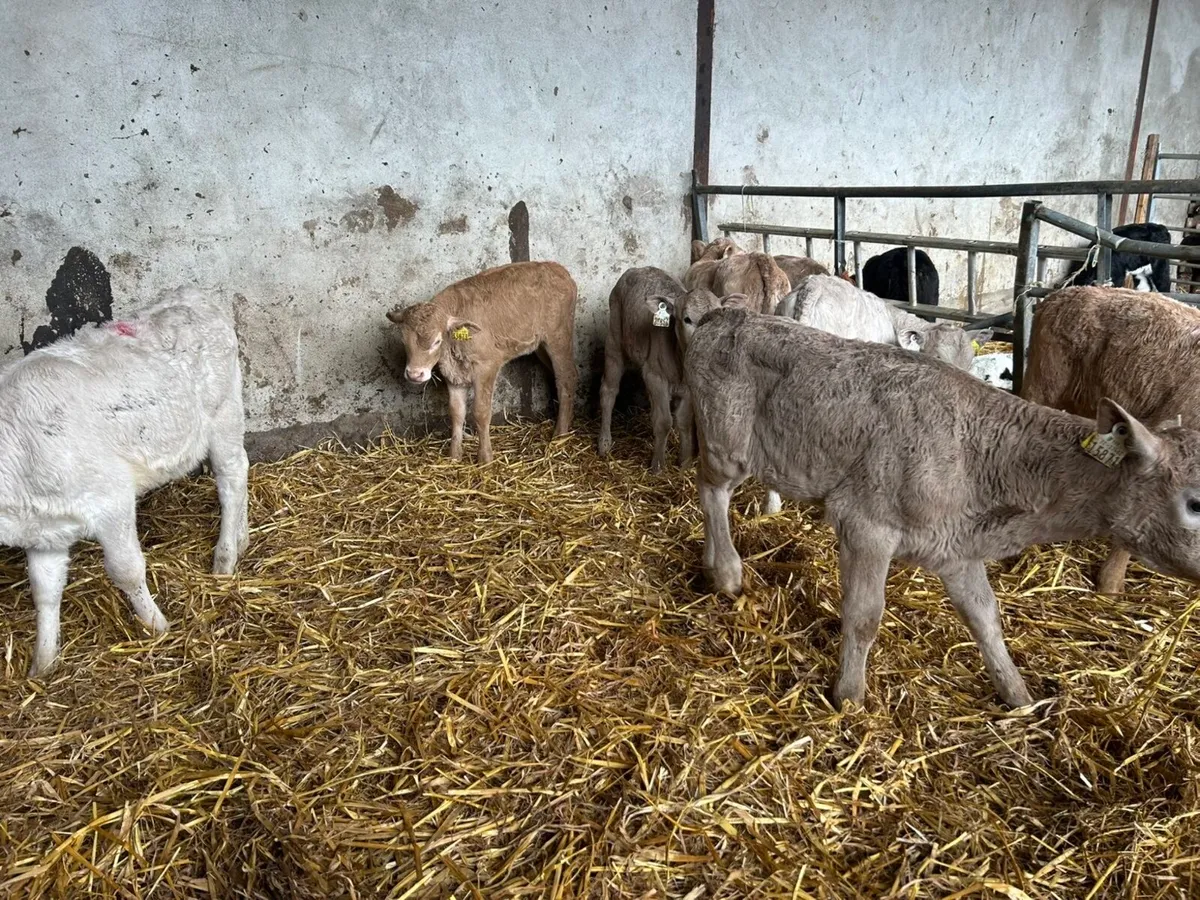 Reared Charolais Heifers - Image 4