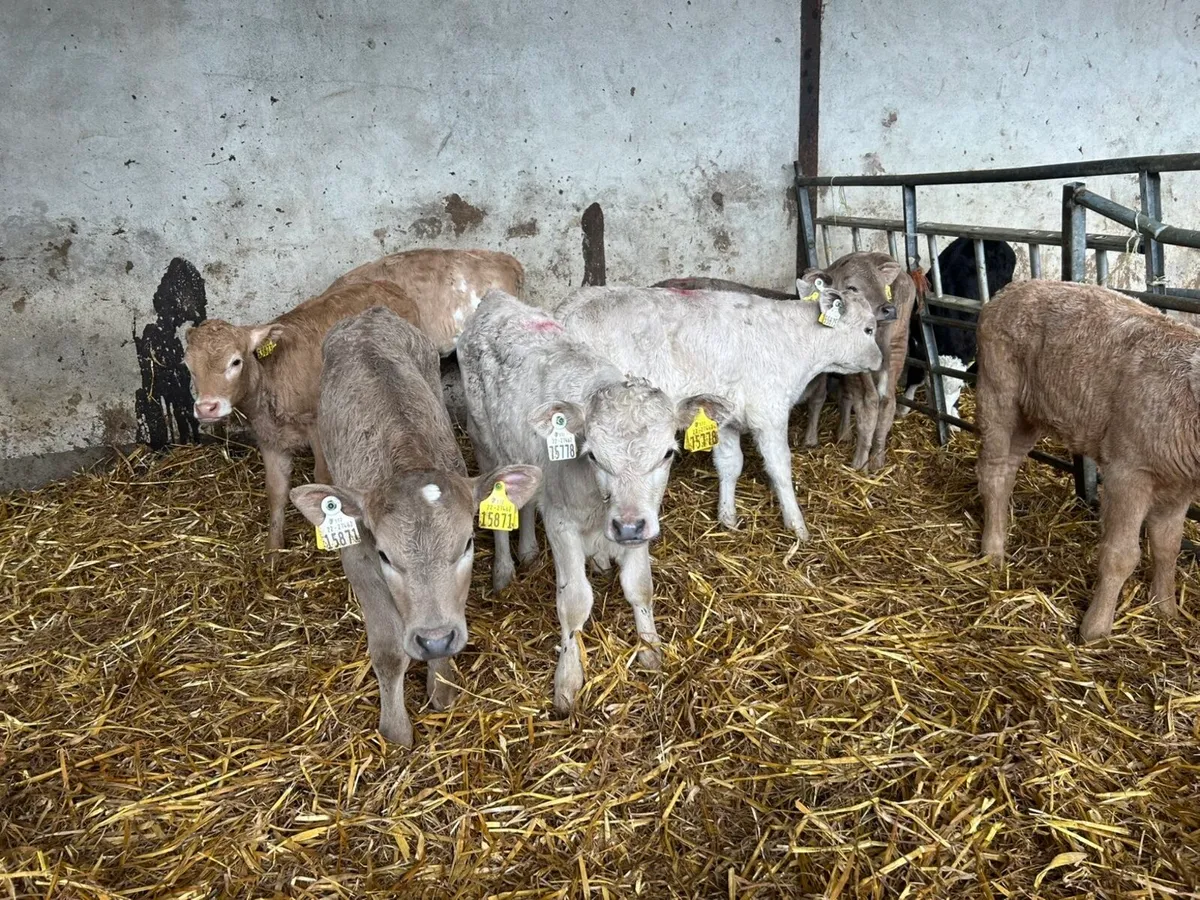 Reared Charolais Heifers - Image 1