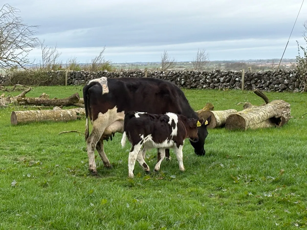 FR Cow and Belgian Blue Bull Calf - Image 2