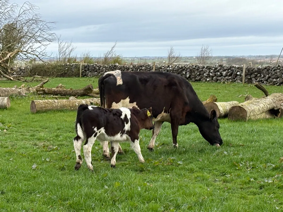 FR Cow and Belgian Blue Bull Calf - Image 3