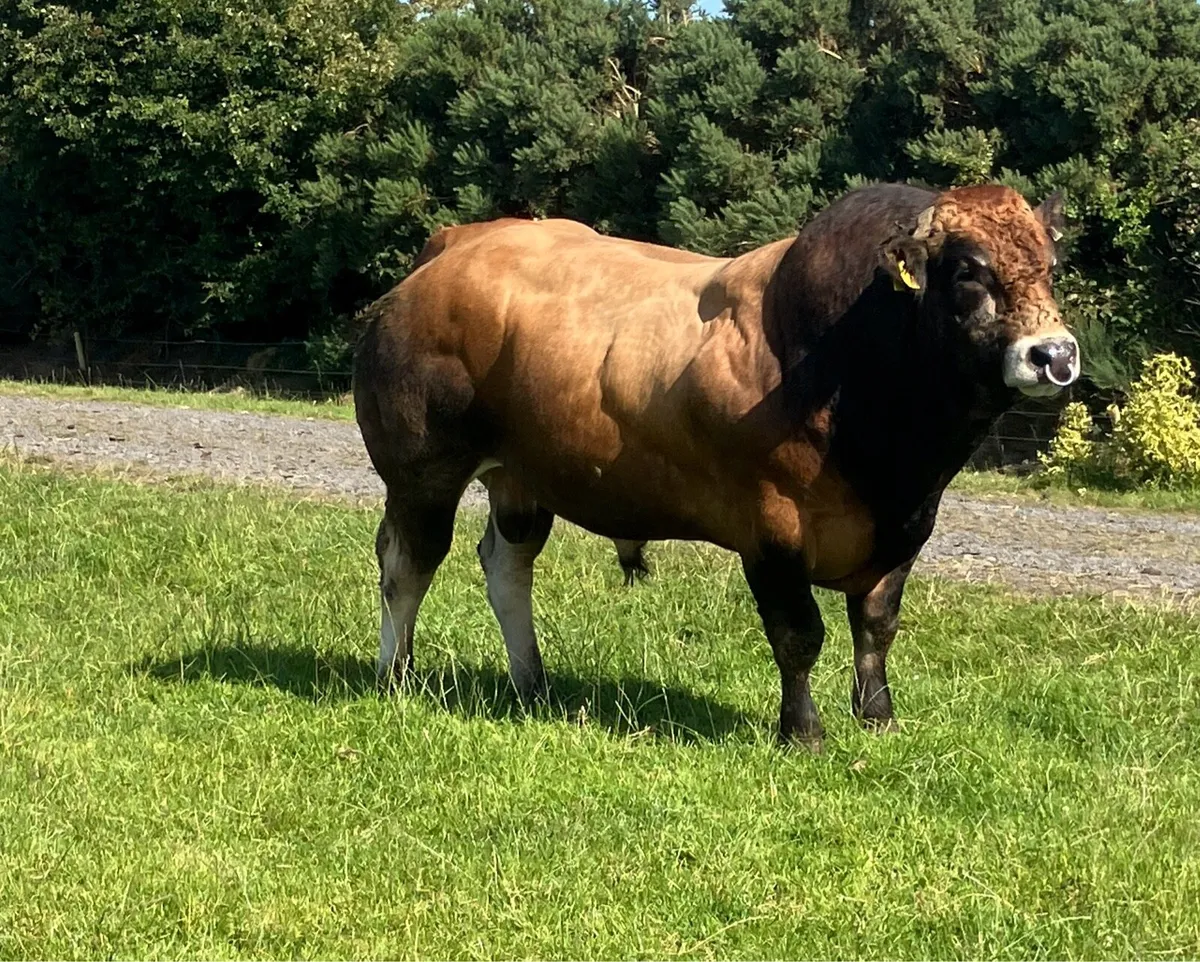 Parthenaise bull - Image 1