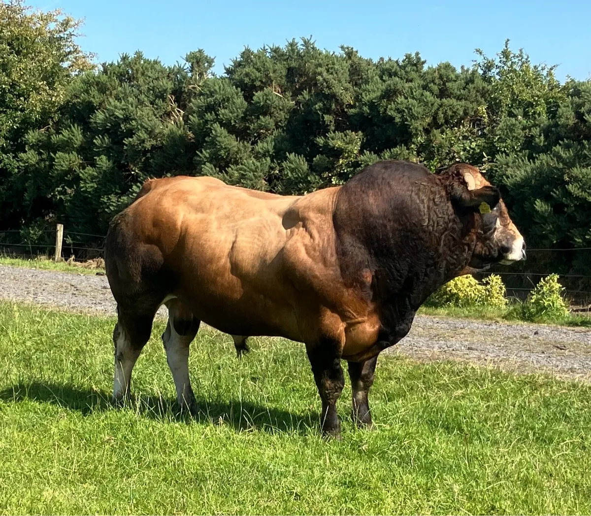 Parthenaise bull - Image 2
