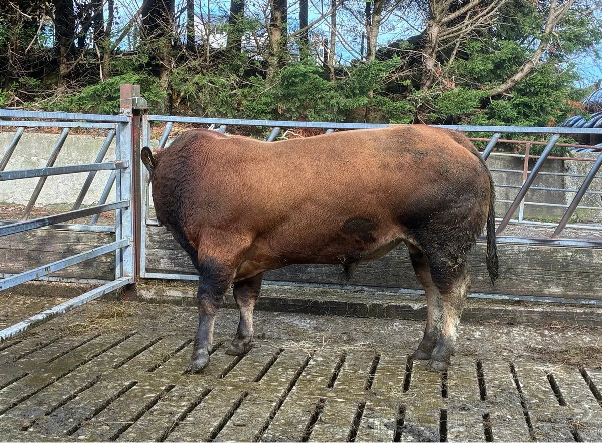 Parthenaise bull - Image 3