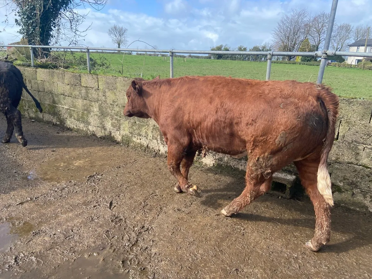 Maiden Heifers - Image 2