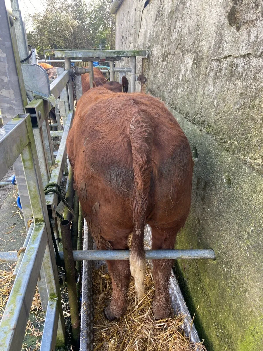Maiden Heifers - Image 3