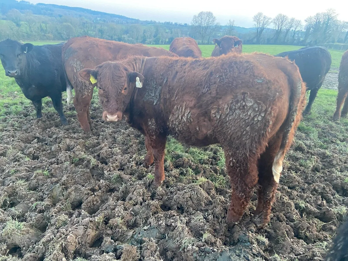Maiden Heifers - Image 4