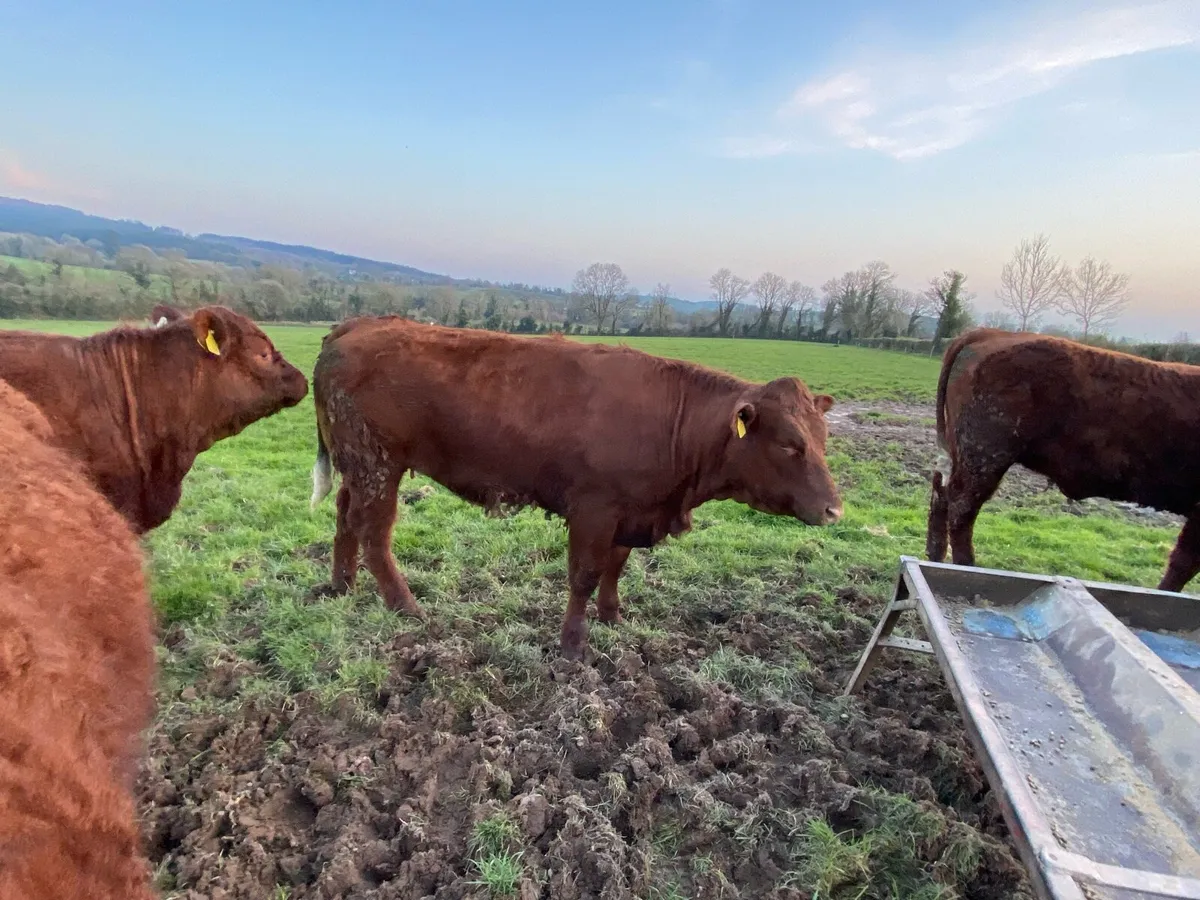 Maiden Heifers - Image 1