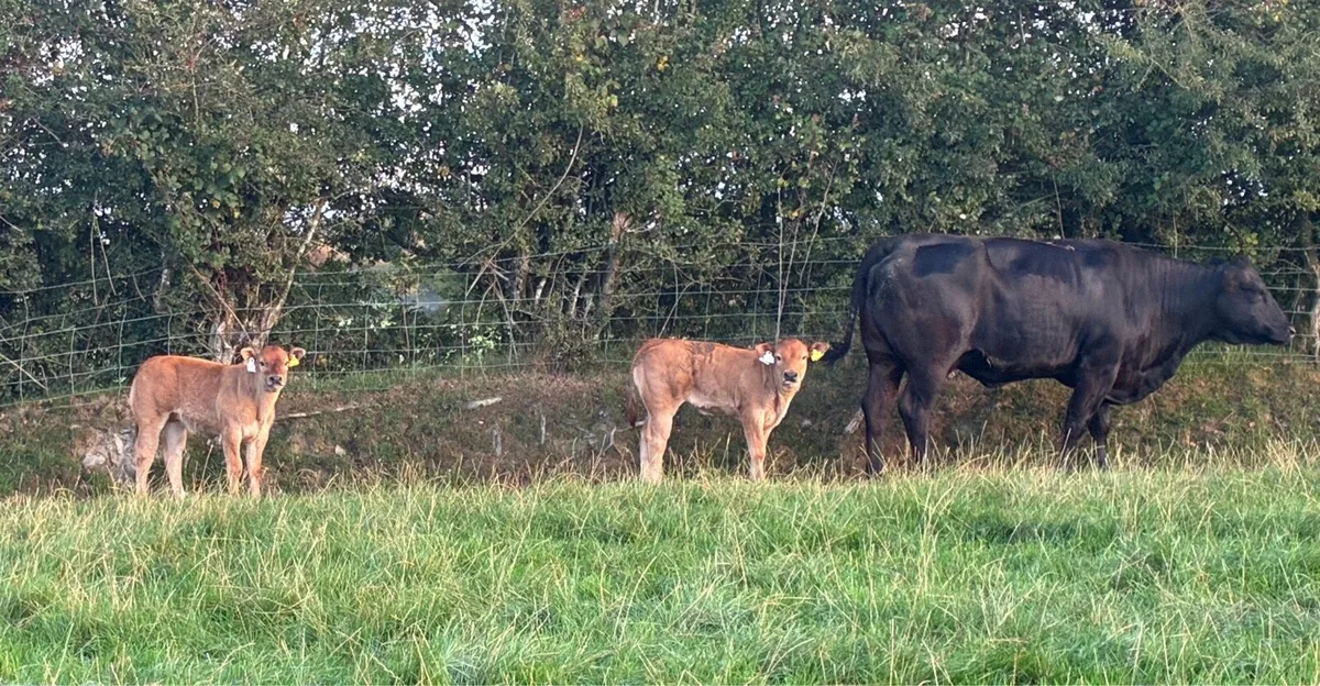 Parthenaise bull - Image 4