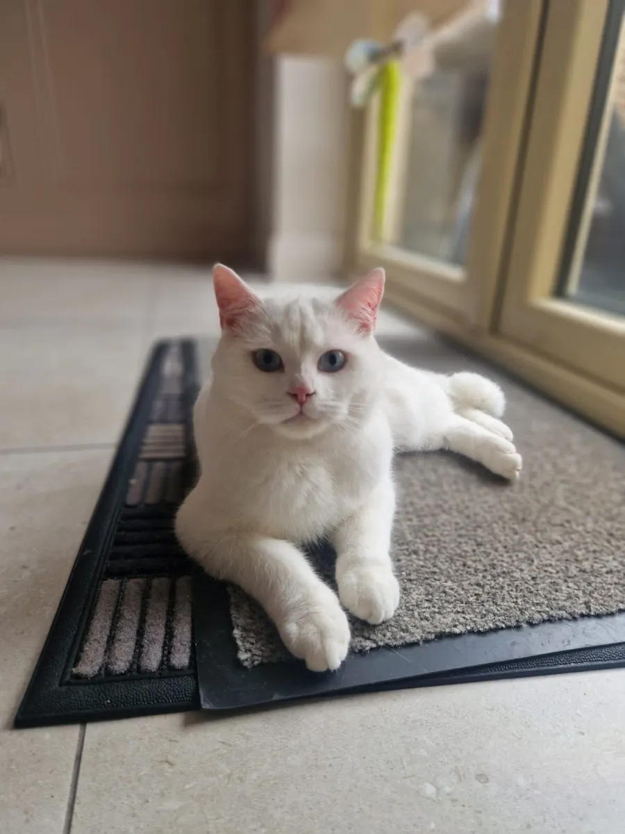 British Shorthair & Ragdoll young pair (purebred) - Image 3
