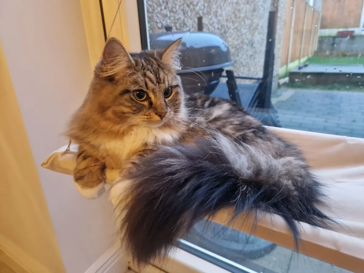 British Shorthair & Ragdoll young pair (purebred) - Image 4