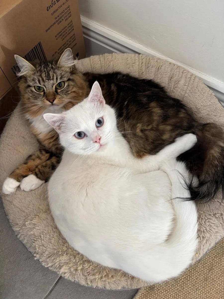 British Shorthair & Ragdoll young pair (purebred) - Image 1