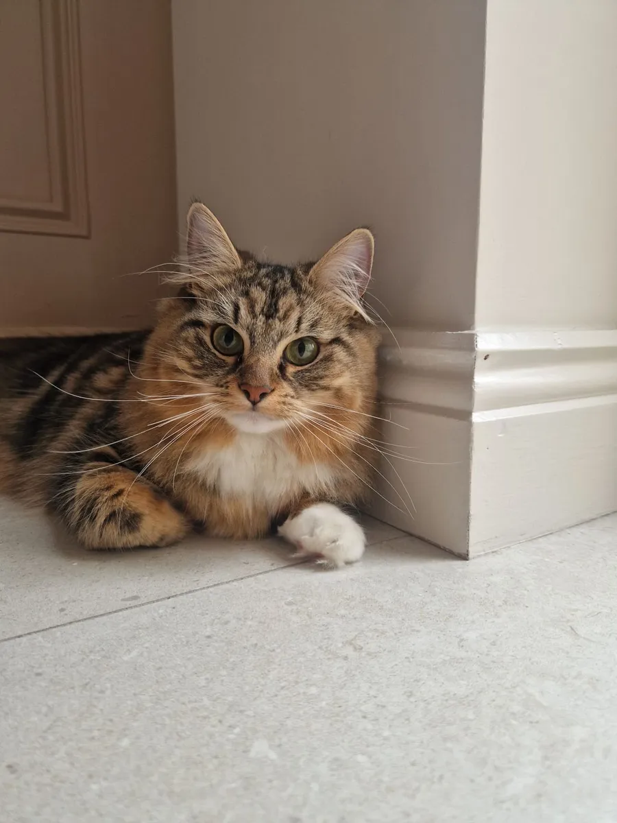 British Shorthair & Ragdoll young pair (purebred) - Image 1