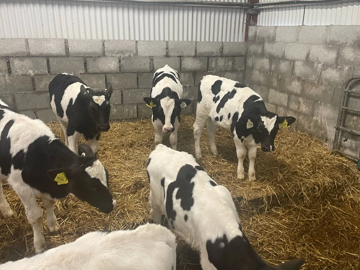 British Friesian Bull Calves - Image 1