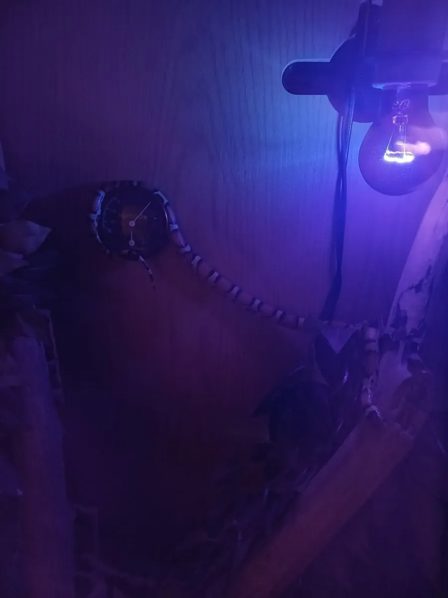 reptile tank + snake - Image 2