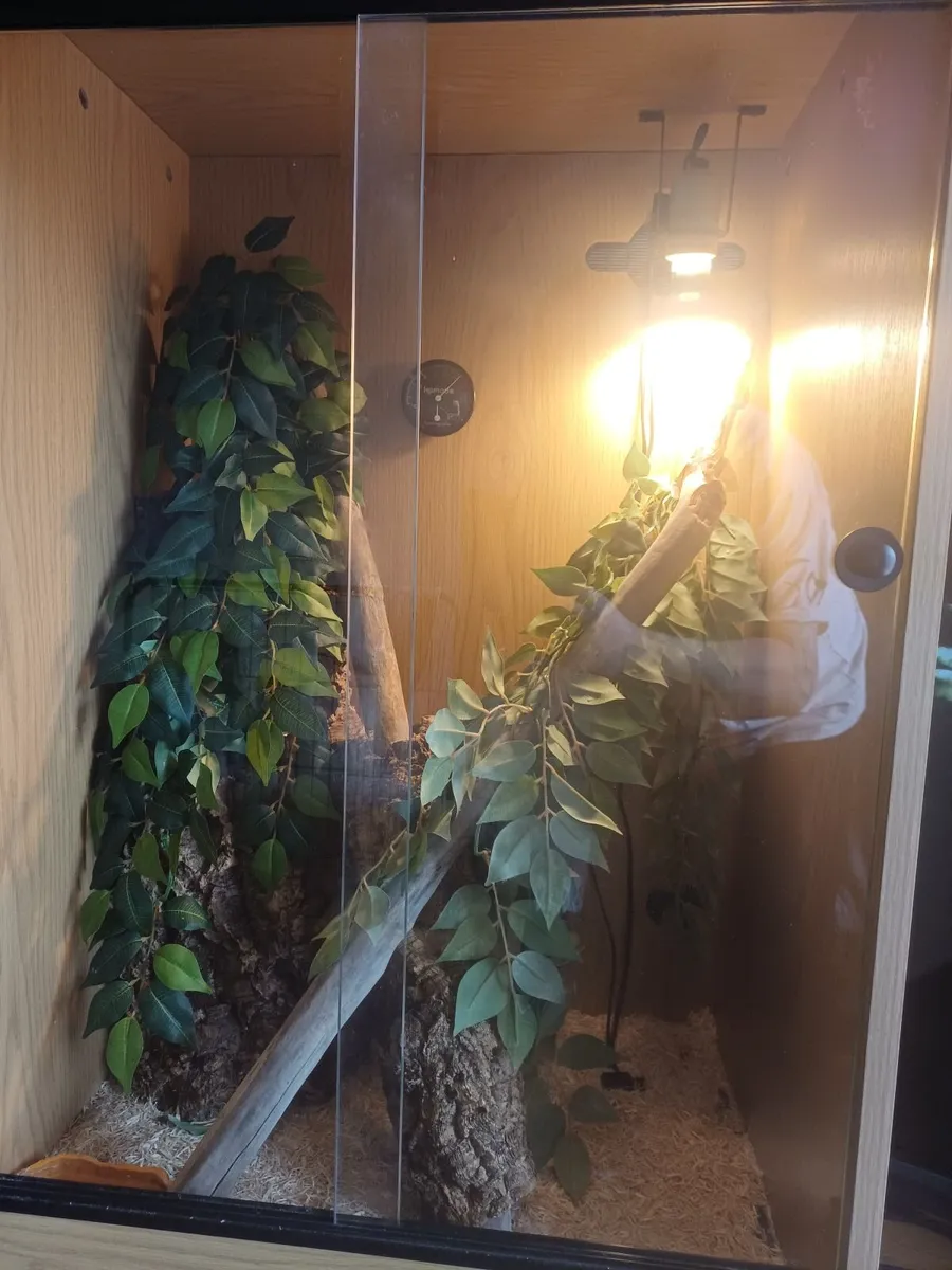 reptile tank + snake - Image 3