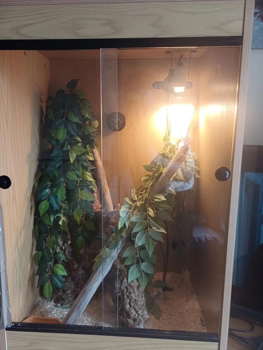 reptile tank + snake - Image 1