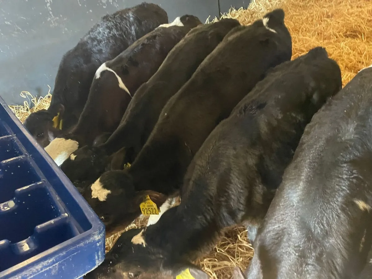 Heifer calves - Image 2