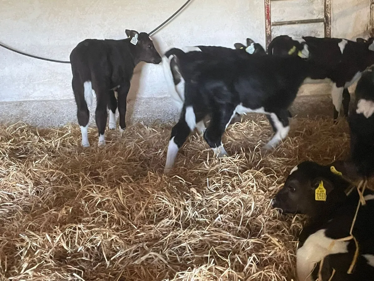 Heifer calves - Image 3