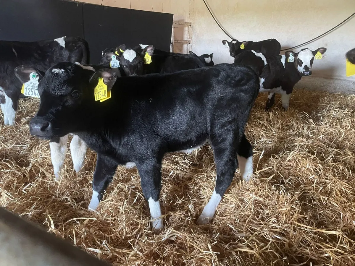 Heifer calves - Image 4