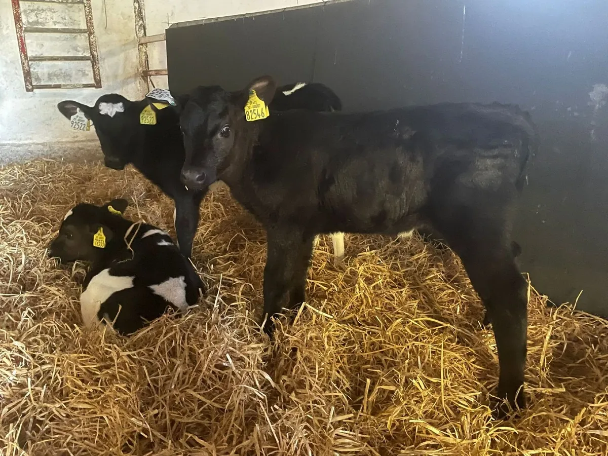 Heifer calves - Image 1