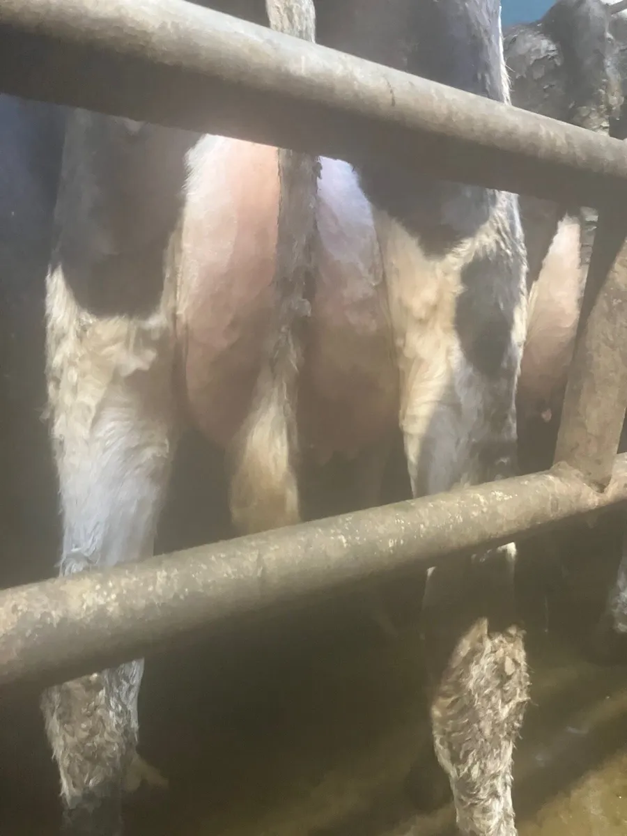 Friesian heifers - Image 2