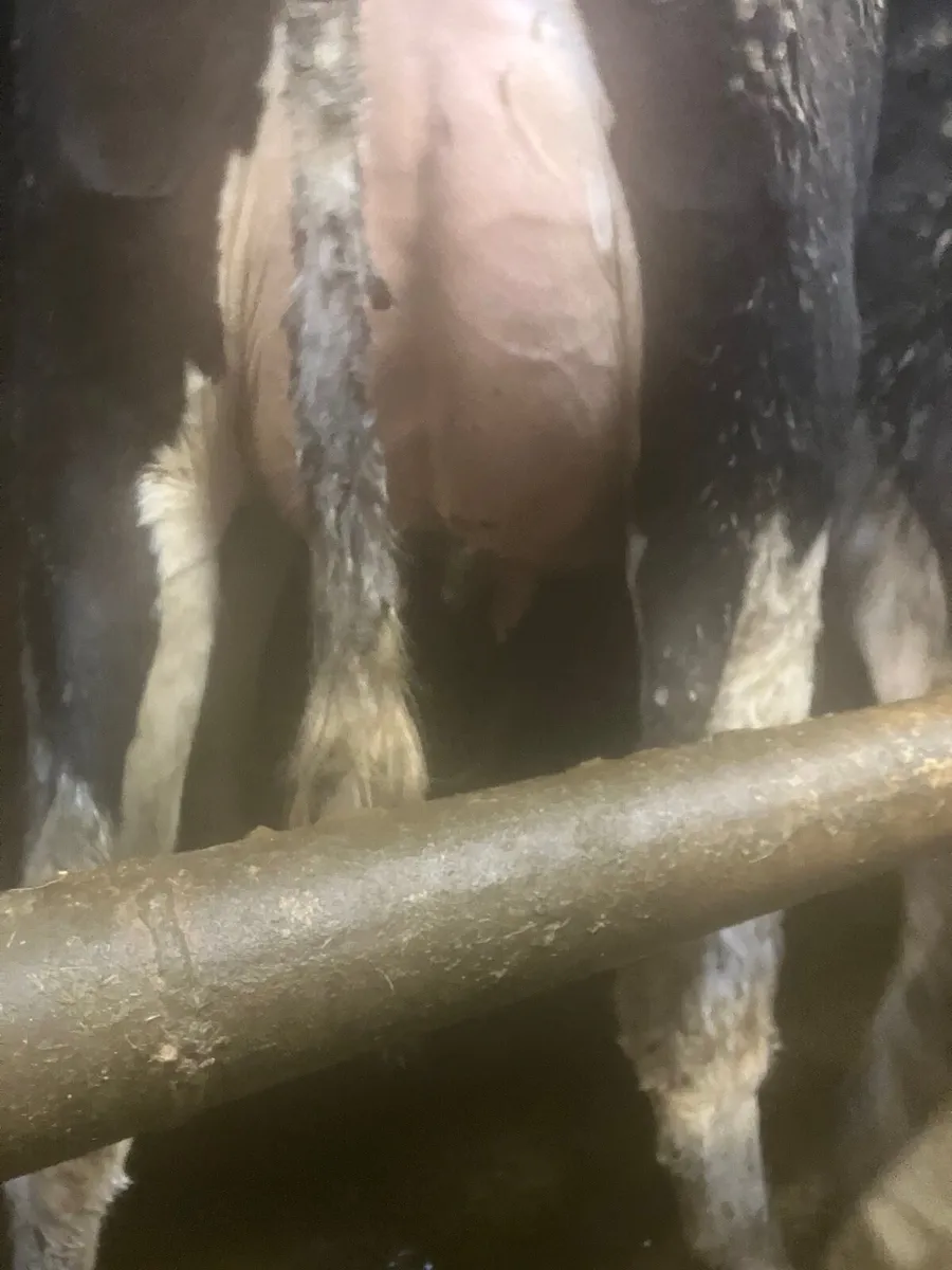 Friesian heifers - Image 3