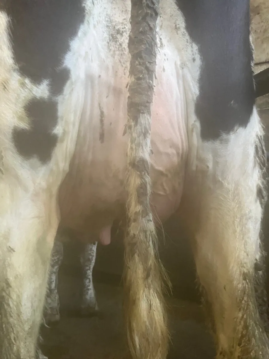 Friesian heifers - Image 4