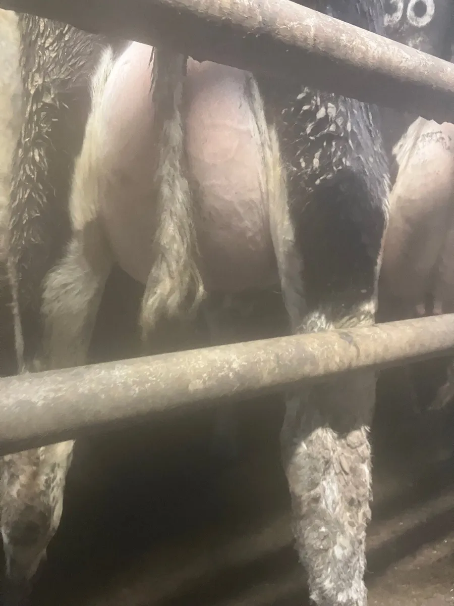 Friesian heifers - Image 1