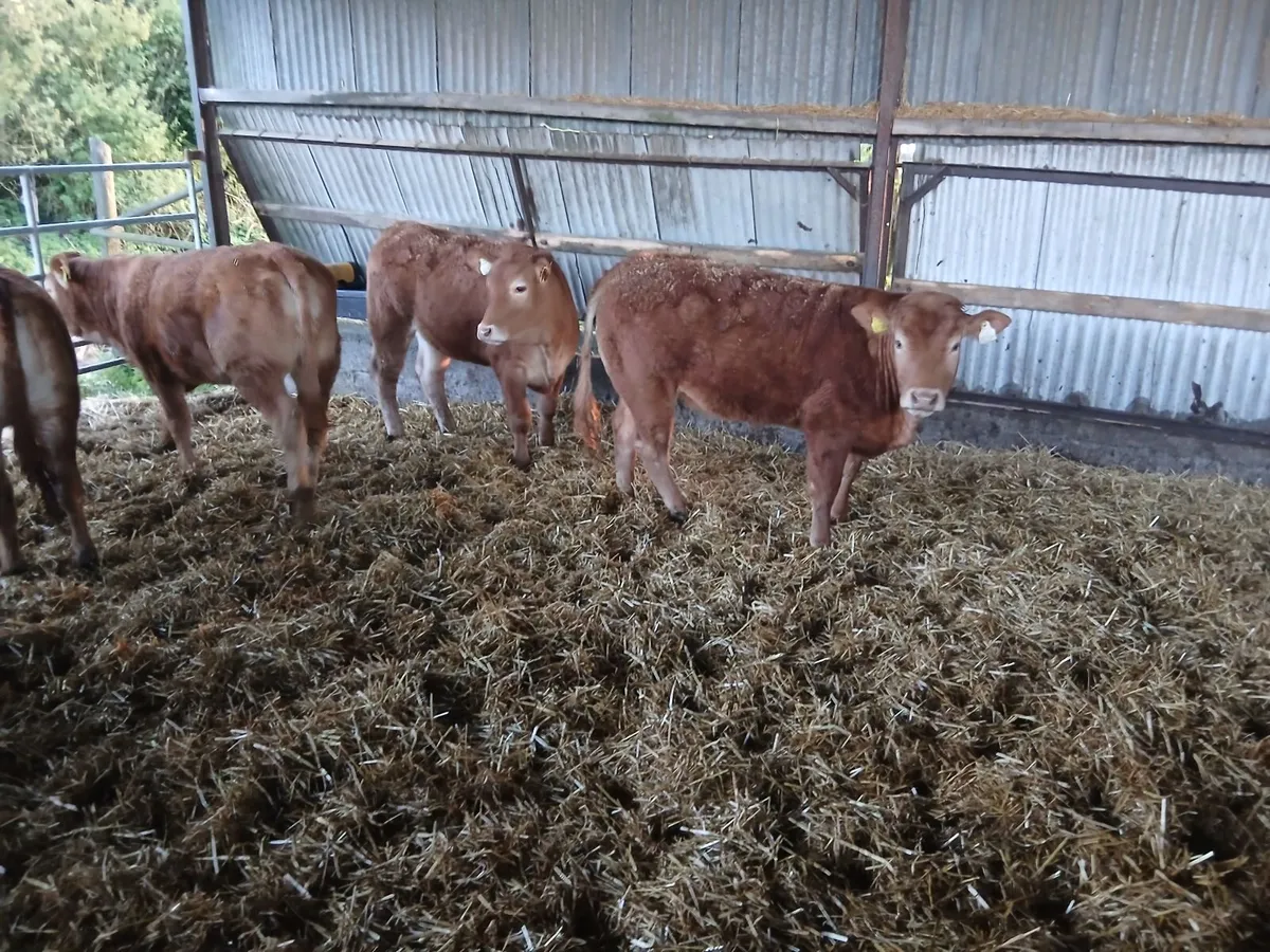 LMx yearling heifers - Image 1