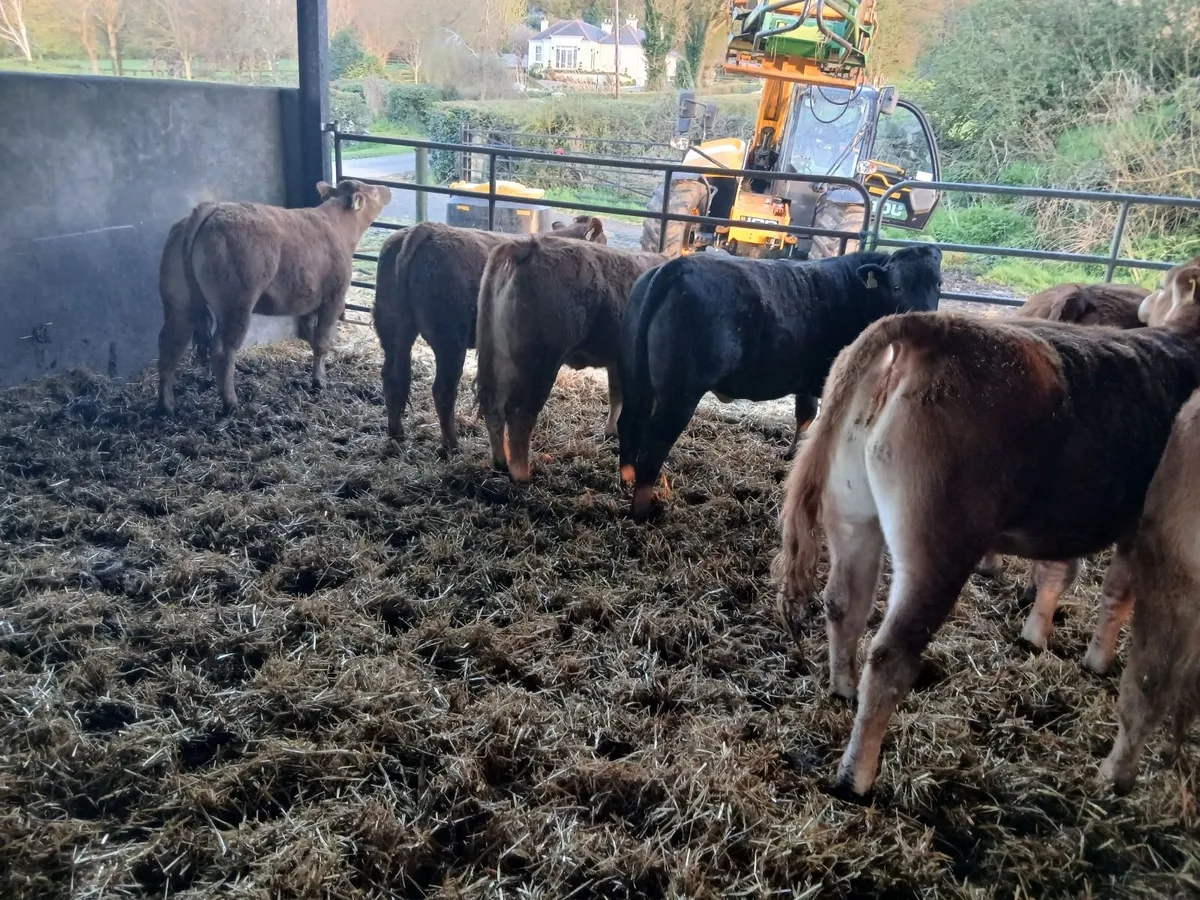 LMx yearling heifers - Image 2