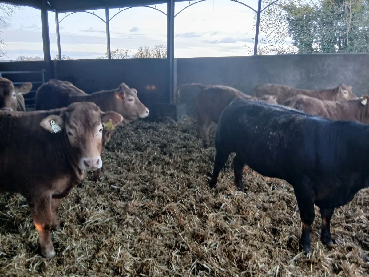 LMx yearling heifers - Image 4