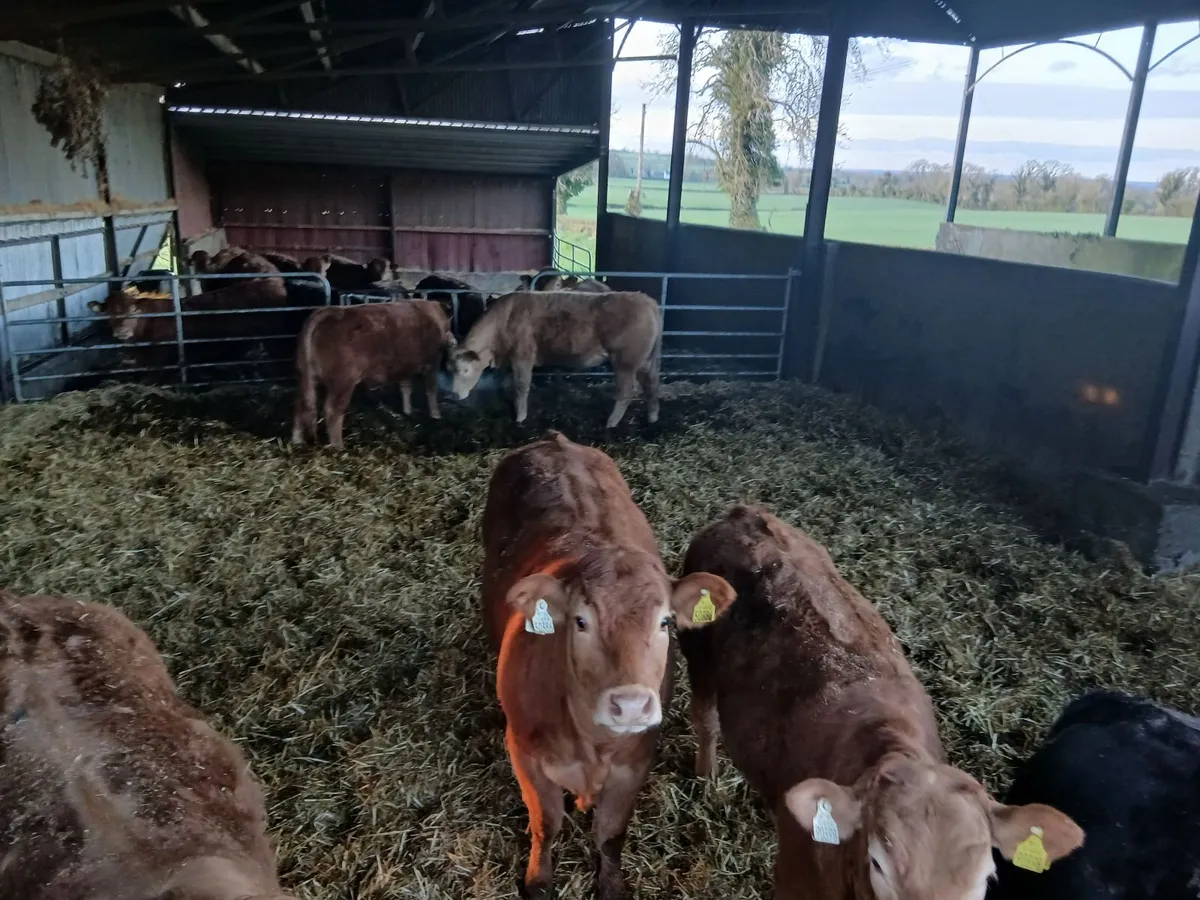 LMx yearling heifers - Image 3