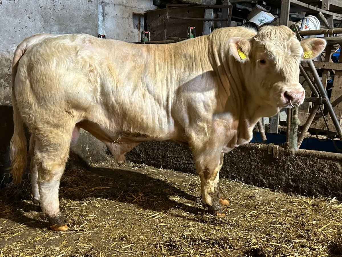 Charolais bull - Image 1