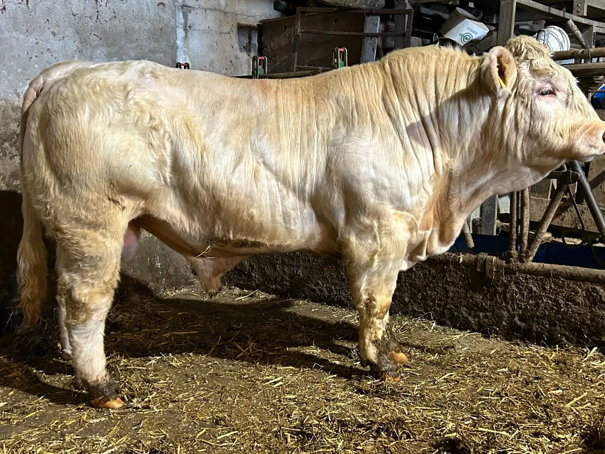 Charolais bull - Image 2