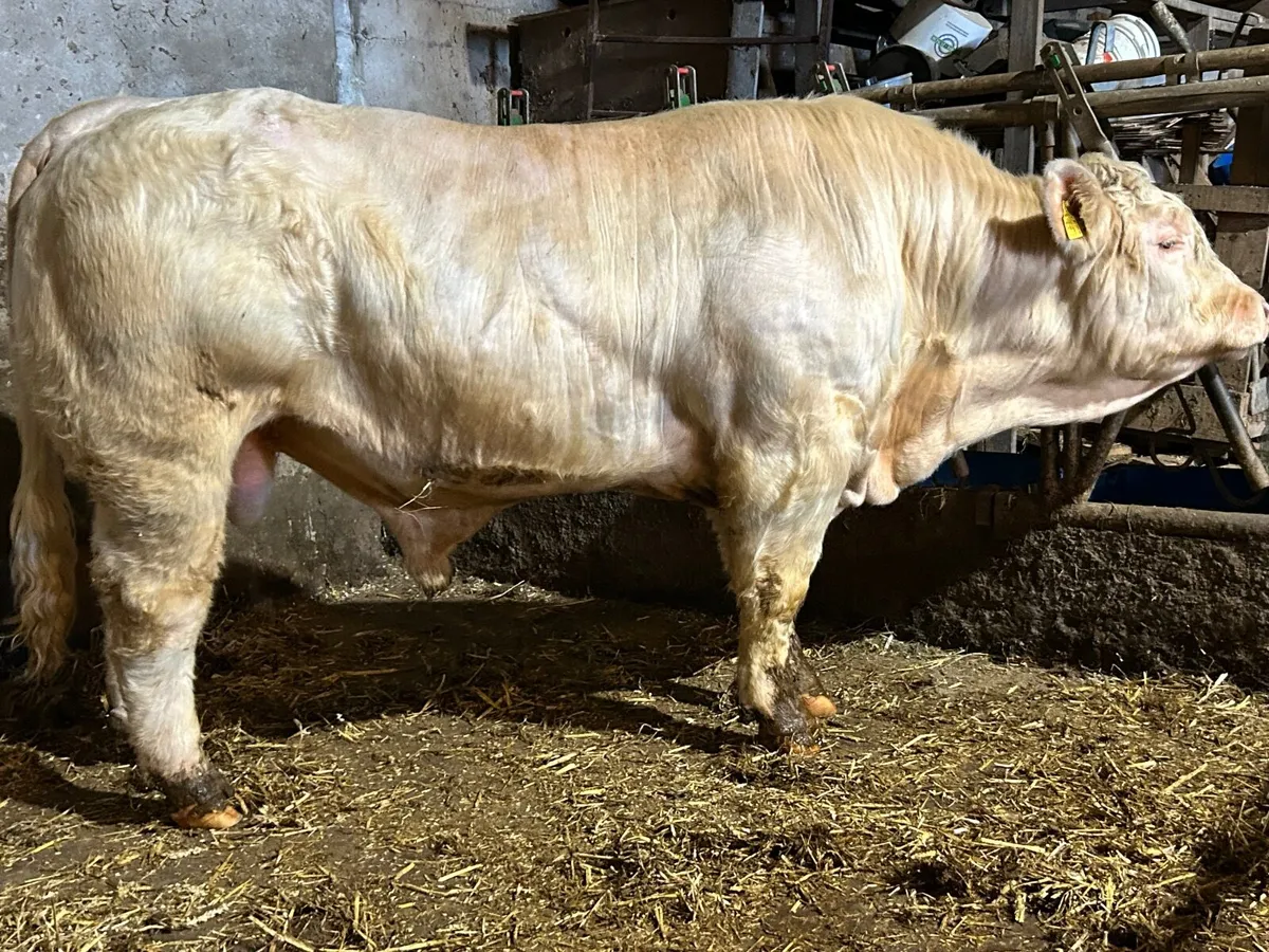 Charolais bull - Image 3