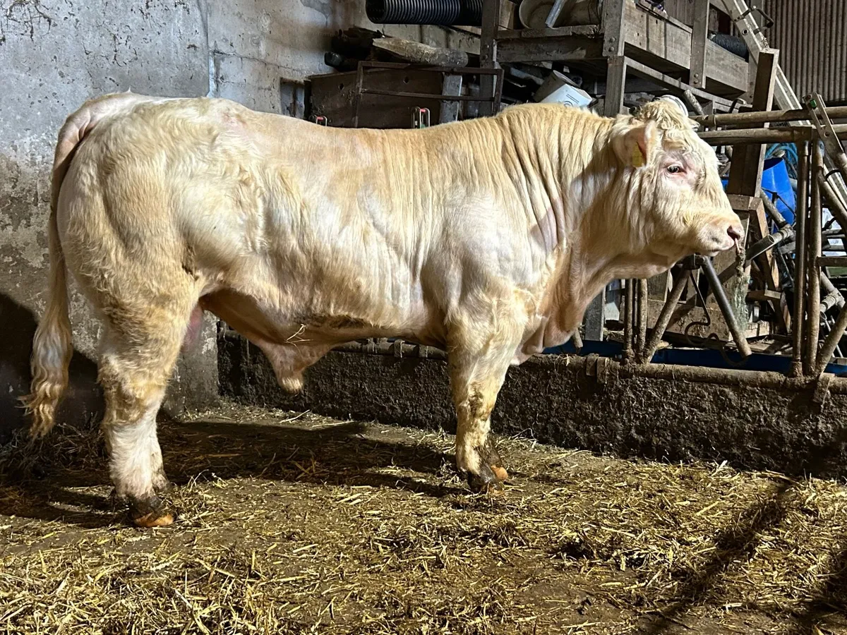 Charolais bull - Image 4