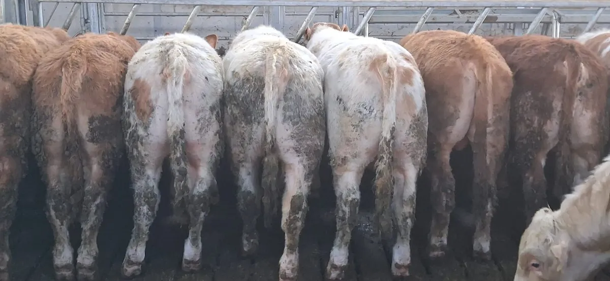 Bull Weanlings (Limestone) - Image 2