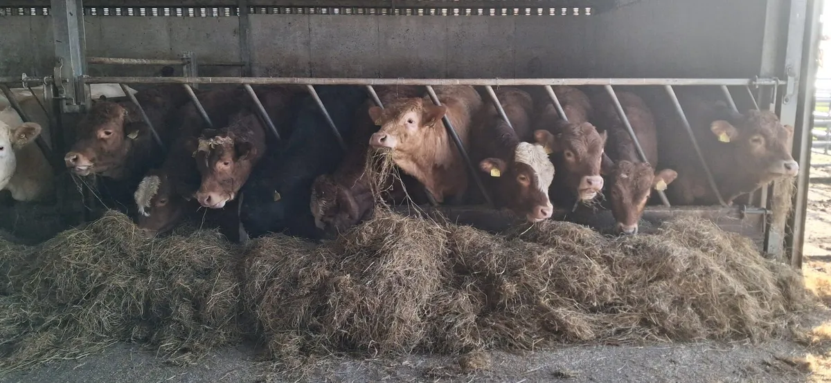 Bull Weanlings (Limestone) - Image 3