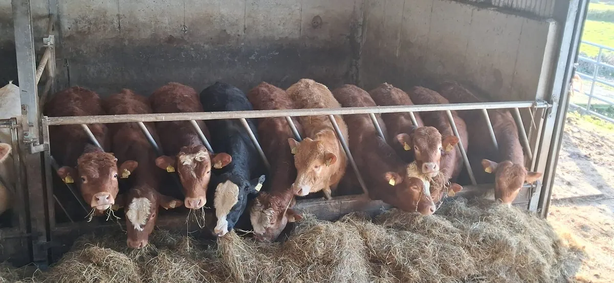 Bull Weanlings (Limestone) - Image 4