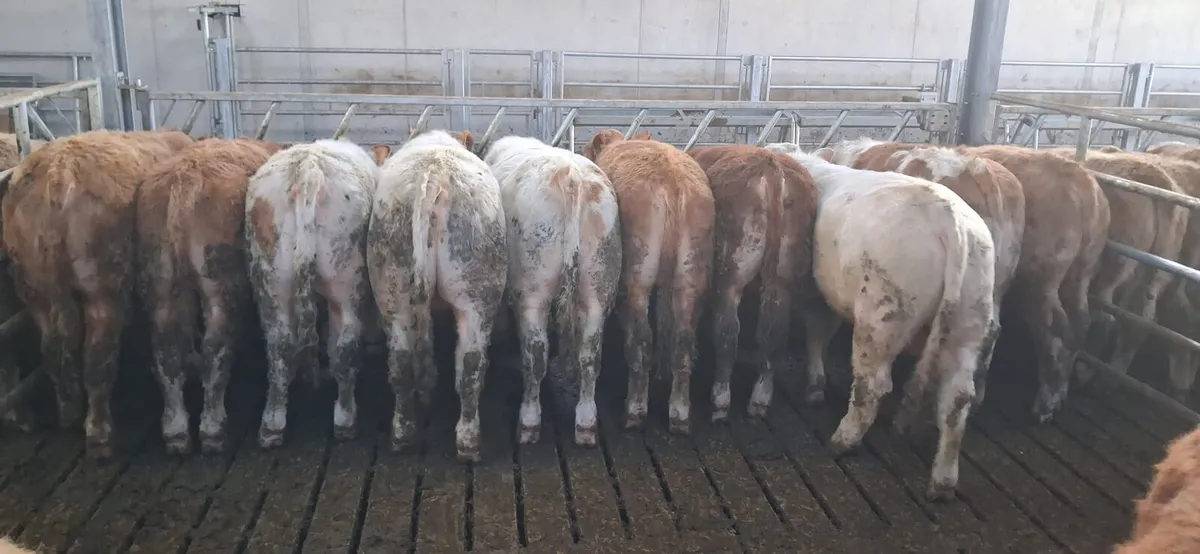 Bull Weanlings (Limestone) - Image 1