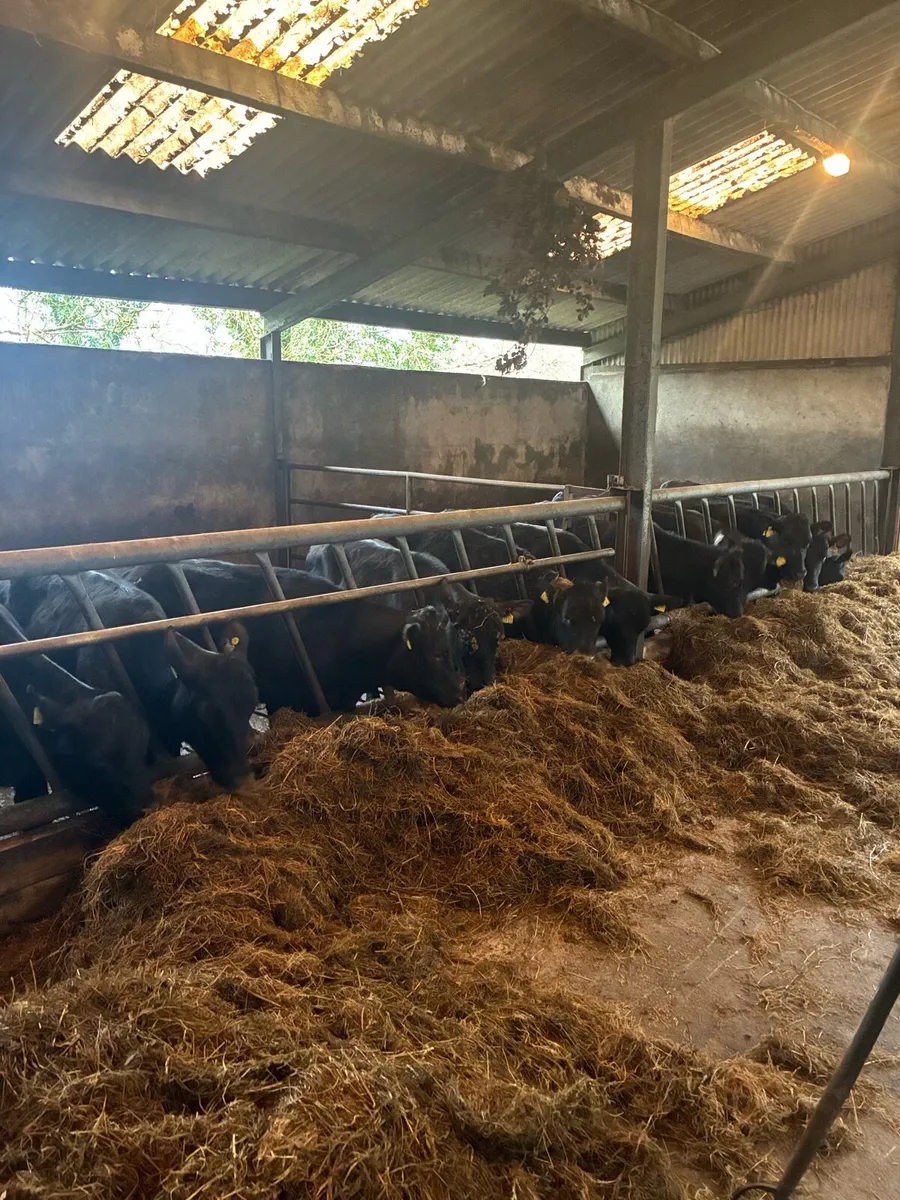 AA heifers - Image 1