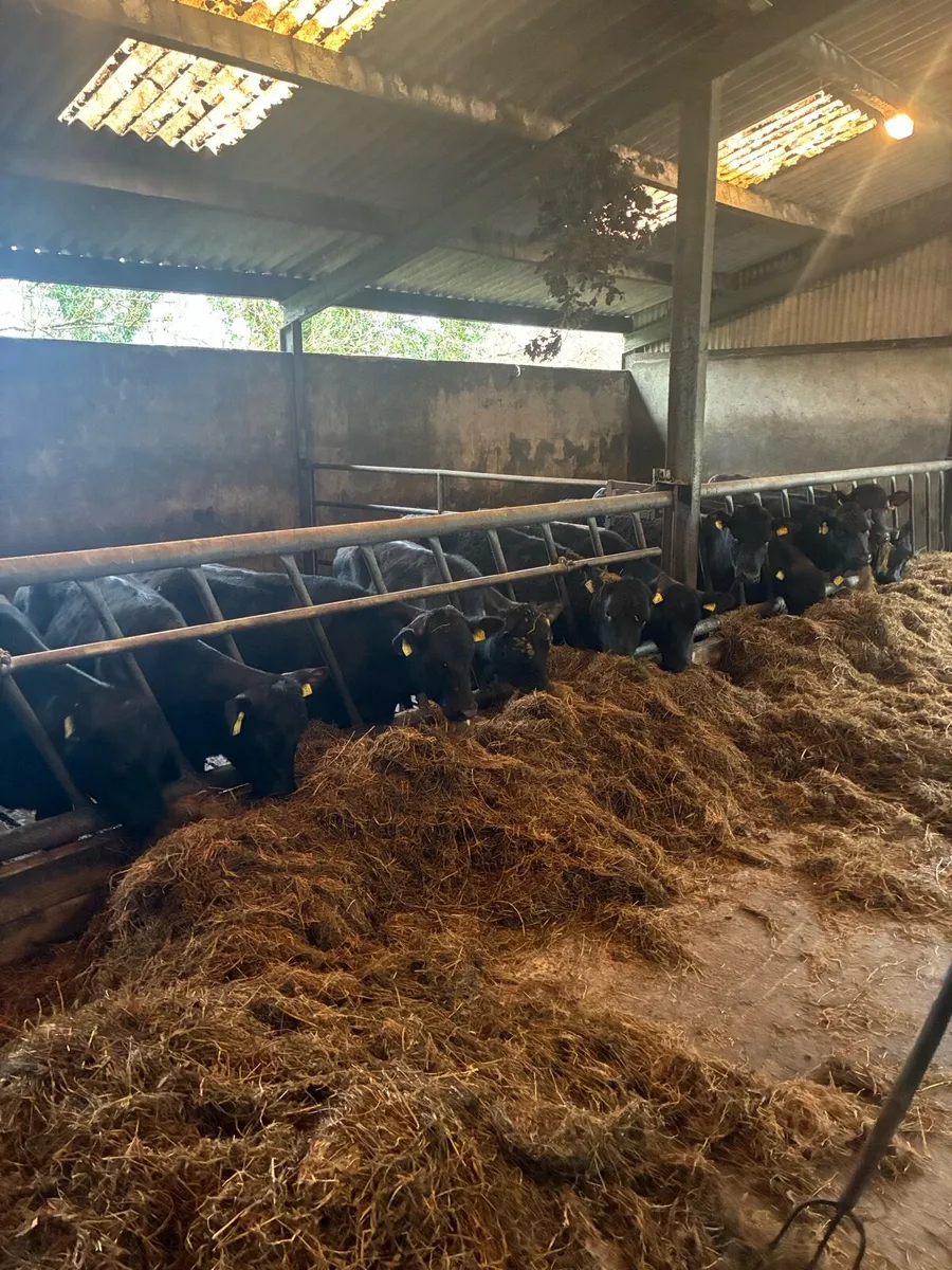 AA heifers - Image 2