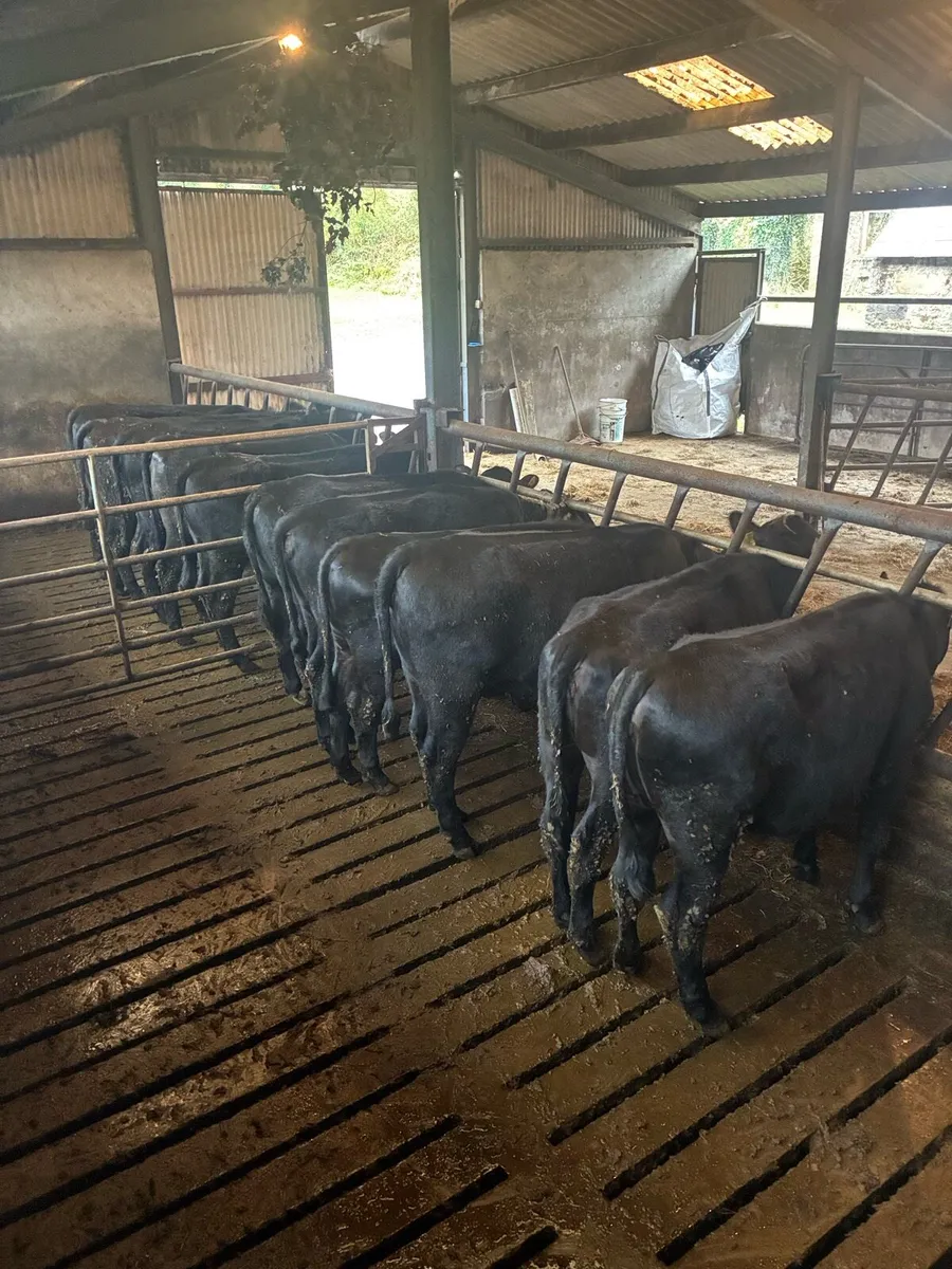 AA heifers - Image 3